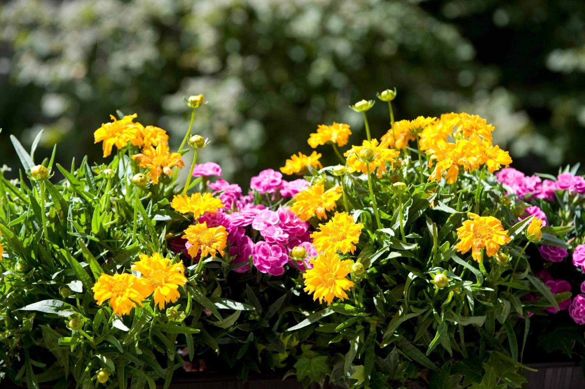 Single Room Garden View