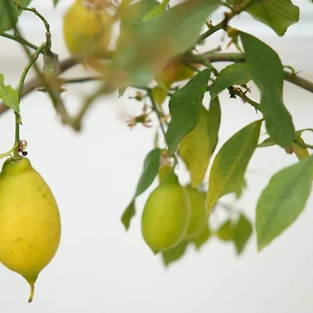 Lemon Tree Hotel-2