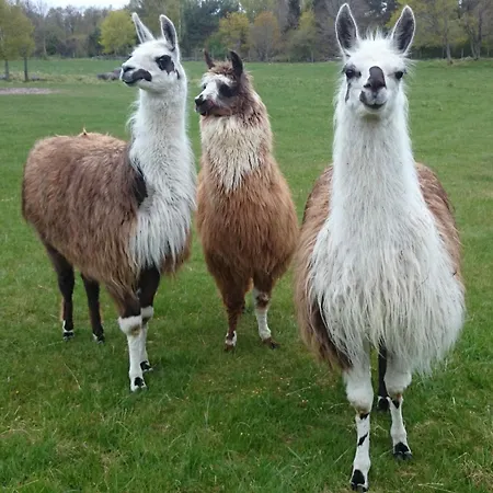 Granbergs Gästhus och Gästhem-2