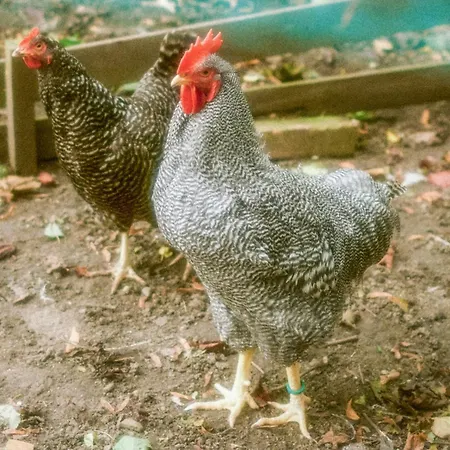 Österlens Gästhärbärge-3