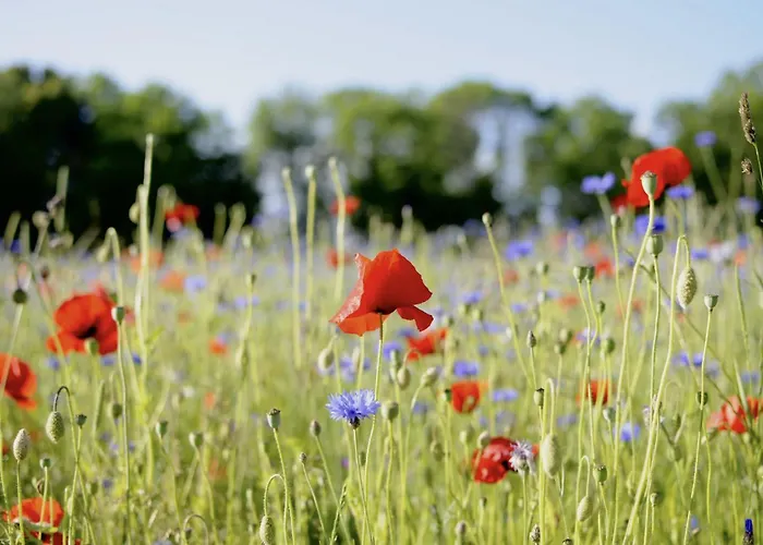 Ekenäs Gård på Österlen Kivik
