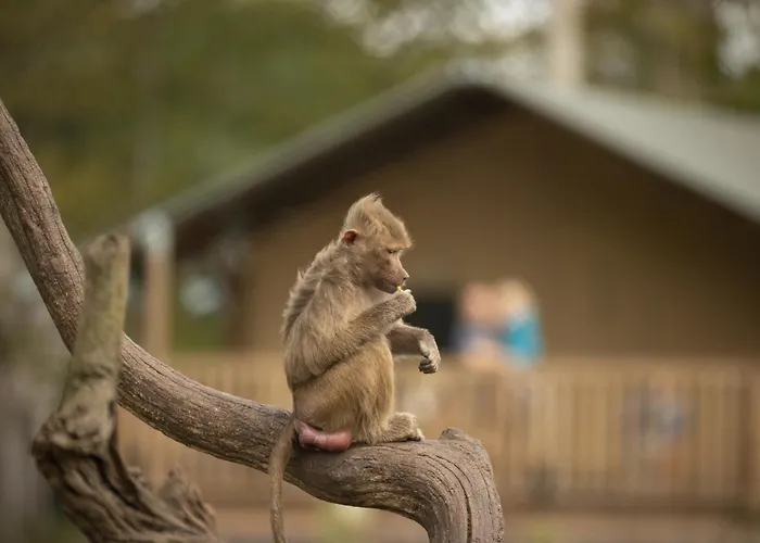 Knuthenborg Safaripark Hotell Maribo