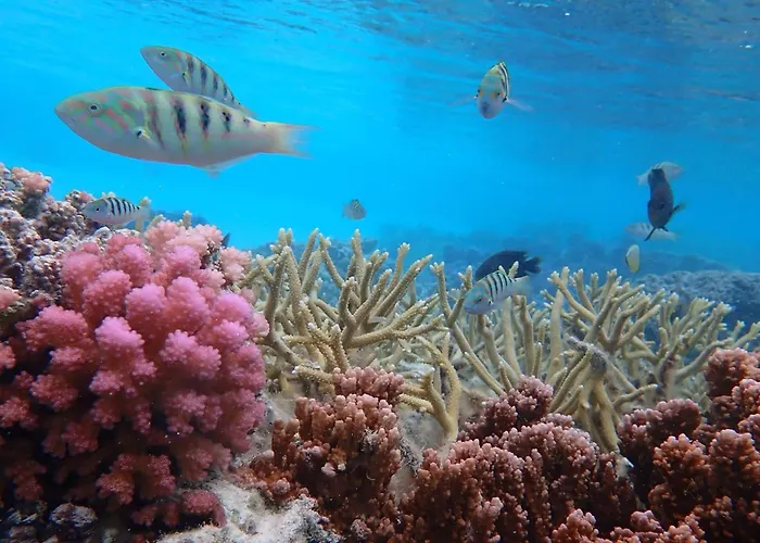 Conrad Bora Bora Nui Hotell