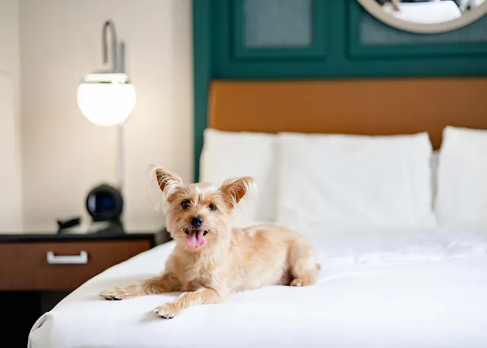 Hyatt Centric French Quarter New Orleans Hotell