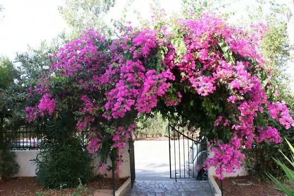 Alex Home Apartments Hersonissos 